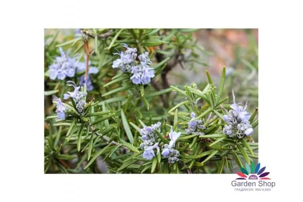 Семена на Розмарин изключително ароматен - Rosmarinus officinalis