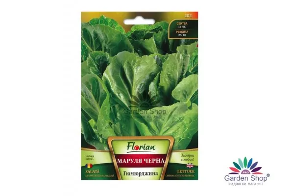 Български семена на маруля – Черна Гюмюрджинска (Lactuca Sativa L.)