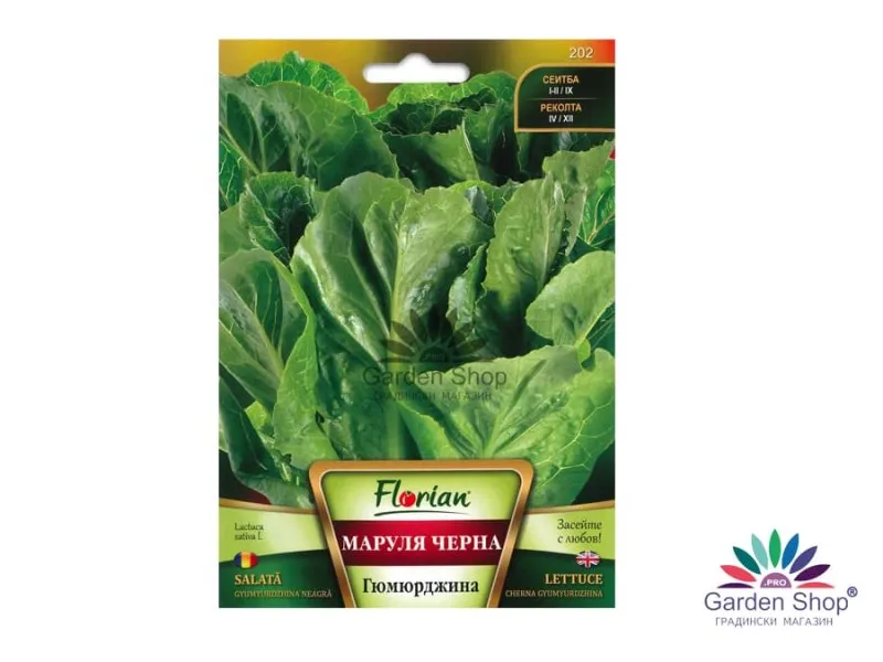 Български семена на маруля – Черна Гюмюрджинска (Lactuca Sativa L.)