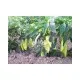 Семена на пипер Фамилия - зелен супер ранен с уникален вкус