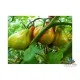 Италиански семена на домати Червена Круша на Франчи сорт Red Pear (Ред Пеър)