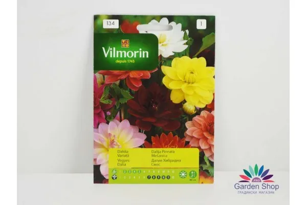 Семена на Далия за саксия и градина - Dahlia pinnata