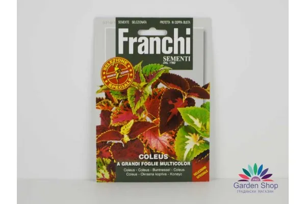 Семена на листнодекоративна Копривка (Колеус) Coleus multicolor – пъстра красота за всяка градина