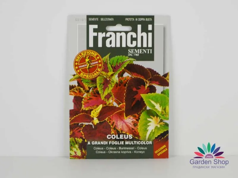 Семена на листнодекоративна Копривка (Колеус) Coleus multicolor – пъстра красота за всяка градина