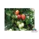 Семена на розови консервни домати Пинки Фен – вкусът на домашната консерва в най-чист вид