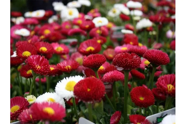Семена от парички - Bellis perennis специална селекция Франчи