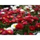 Семена от парички - Bellis perennis специална селекция Франчи