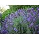 Семена от ароматна Лавандула - Lavandula officinalis от Вилморин