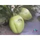 Семена на зелен патладжан Успех - уникален вкус и екзотичен вид