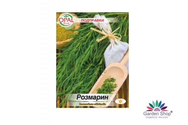 Семена на Розмарин за саксия и градина Rosmarinus officinalis – ароматна класика за дома и двора