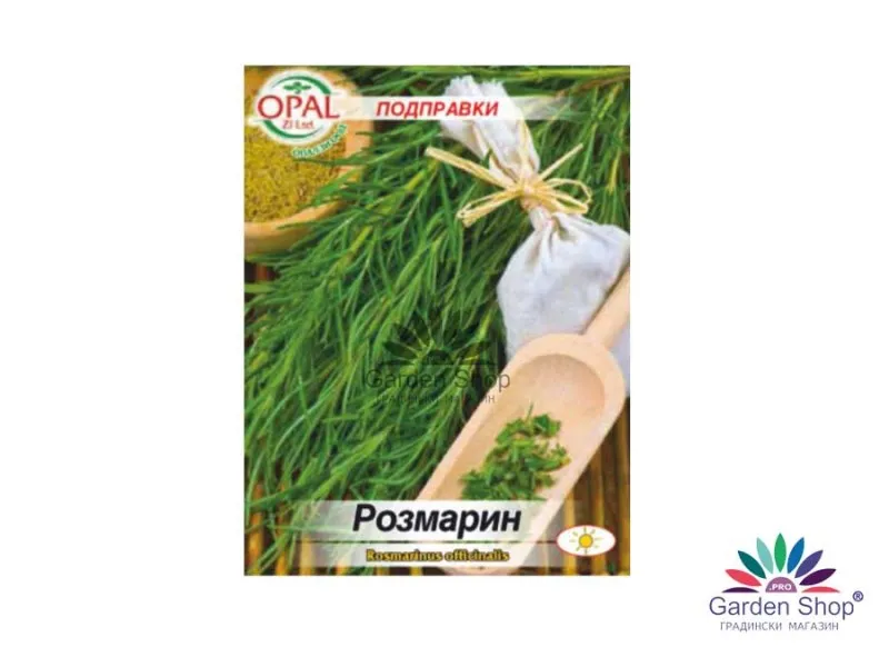 Семена на Розмарин за саксия и градина Rosmarinus officinalis – ароматна класика за дома и двора