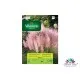 Семена на розова Пампаска трева - Cortaderia selloana rosea