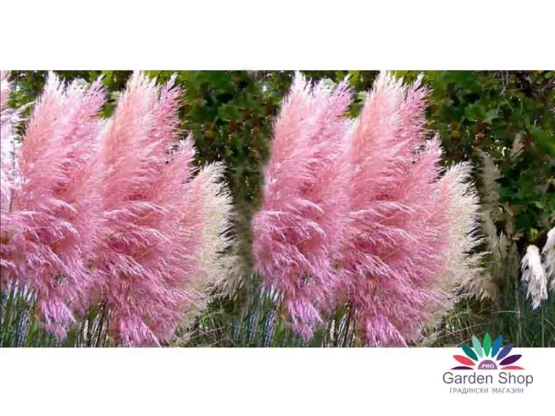 Семена на розова Пампаска трева - Cortaderia selloana rosea