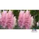 Семена на розова Пампаска трева - Cortaderia selloana rosea