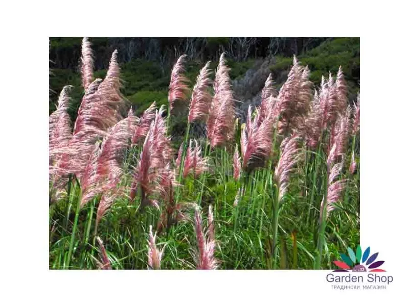 Семена на розова Пампаска трева - Cortaderia selloana rosea