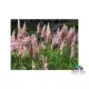 Семена на розова Пампаска трева - Cortaderia selloana rosea