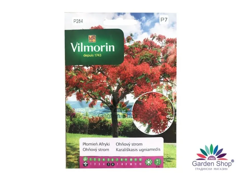 Семена на Огнено дърво (Делоникс) - Delonix Regia – тропически пламък за дома и зимната градина