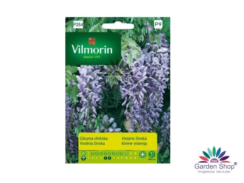 Семена на Глициния - китайска Вистерия (Wisteria sinensis) за романтични арки и беседки у дома