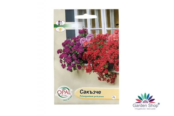 Семена на Сакъзче каскадно за балконски саксии Pelargonium peltatum – изобилен цъфтеж и елегантна каскада от цветове