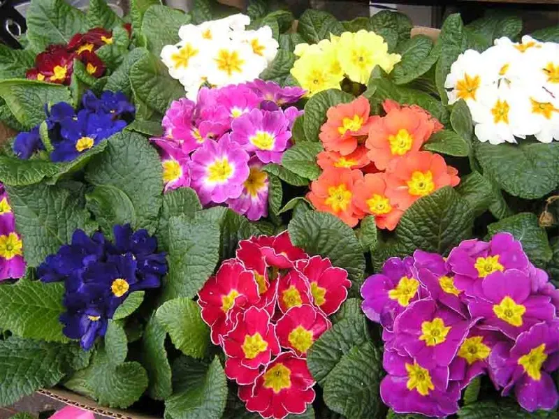Семена на Иглика (Примула, Primula еlatior) градинска