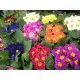 Семена на Иглика (Примула, Primula еlatior) градинска