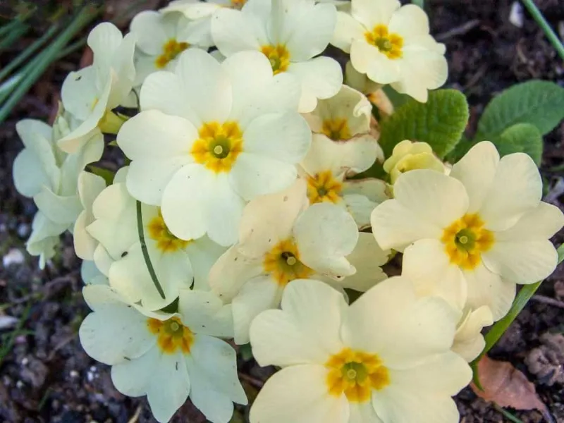 Семена на Иглика (Примула, Primula еlatior) градинска