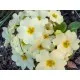 Семена на Иглика (Примула, Primula еlatior) градинска