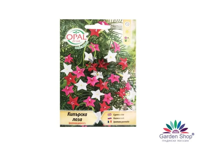 Семена на Кипърска лоза за саксия и градина - Ipomea Pennata – нежната звездна украса за вашия двор