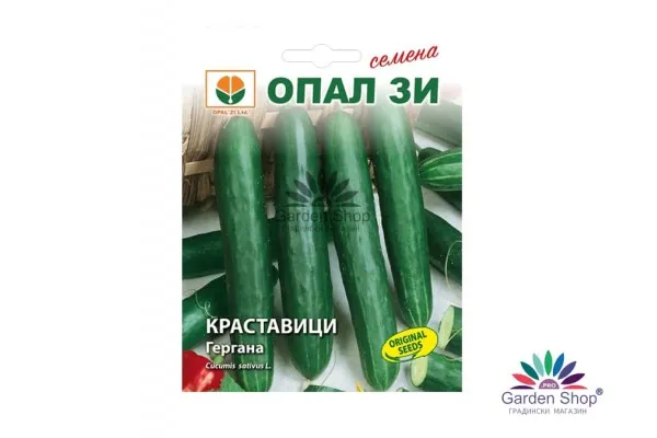 Семена на краставица Гергана - професионален избор за българския климат