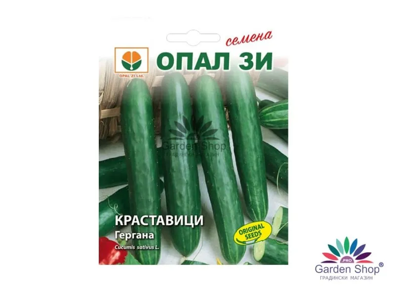 Семена на краставица Гергана - професионален избор за българския климат
