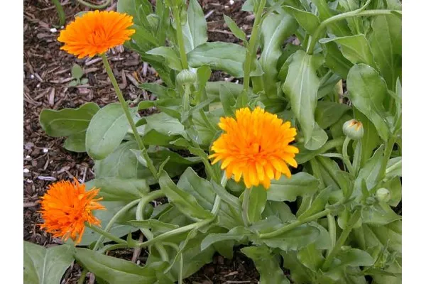 Семена от Невен - Calendula officinalis (Календула официналис)