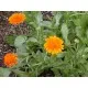 Семена от Невен - Calendula officinalis (Календула официналис)