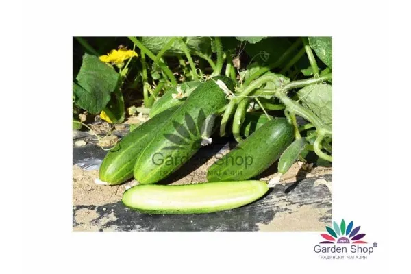Семена на краставица Крокодилка – салатен вкус, който се помни