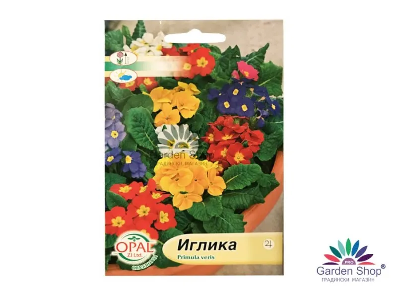 Семена на многогодишна Иглика (Примула) – Primula veris: Цветният будител на пролетта във всяка градина