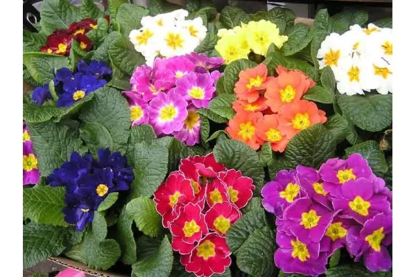 Семена на многогодишна Иглика (Примула) – Primula veris – Цветният будител на пролетта във всяка градина