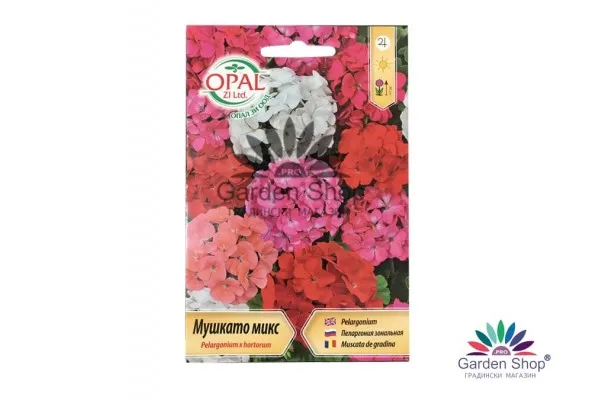 Семена на микс Мушкато – Пеларгониум Pelargonium x hortorum – класика за всеки дом и градина