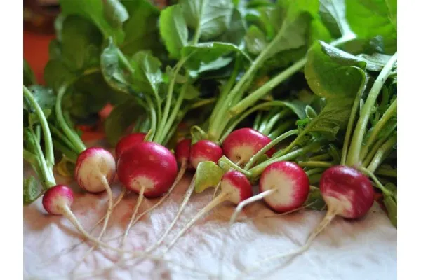 Семена на вкусни червени репички с бели опашки