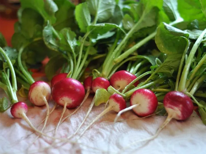 Семена на вкусни червени репички с бели опашки