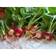 Семена на вкусни червени репички с бели опашки