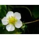 Семена от сладка и ароматна горска ягода - Fragaria vesca