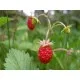 Семена от сладка и ароматна горска ягода - Fragaria vesca