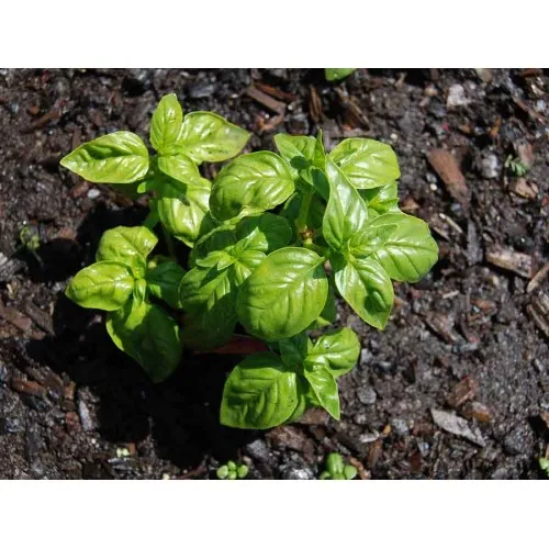 Семена на класически босилек (Ocimum basilicum) 