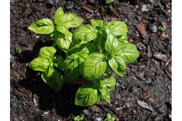 Семена на класически босилек (Ocimum basilicum) 