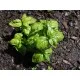 Семена на нискорастящ босилек - едролистен (Ocimum basilicum) със страхотен аромат