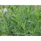 Семена на Естрагон (Тарос, Artemisia dracunculus) от Франчи