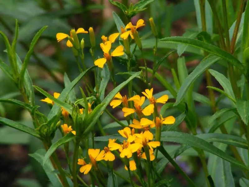 Семена на Естрагон (Тарос, Artemisia dracunculus) от Франчи