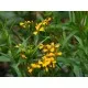 Семена на Естрагон (Тарос, Artemisia dracunculus) от Франчи