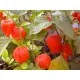 Семена на екзотичен физалис (Physalis alkekengi)