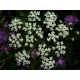 Семена на ароматен Ким (Carum carvi, Caraway)