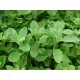 Семена на екзотичната подправка Майорана (Origanum majorana)